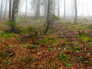 Mountains slope covered by a beech forest in spring with christmas rose or black hellebore (Helleborus niger) of different colorus covering the ground