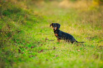 dachshund dog walking in the park