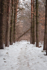 A pathway in the forest among pine trees during a spring. Snow is melting on the footpath.
