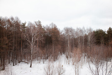 A forest from a high angle view. Several leafless birches and lots of pines during a snowy winter or spring