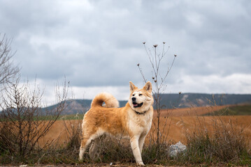 young female akita inu alert, watchful on the forest in a cloudy day of winter