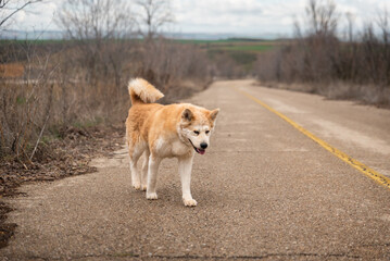 young female akita inu walking on the road in a cloudy day of winter
