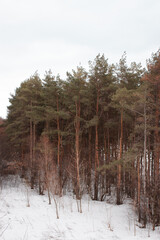 Green pines during a winter or early spring with the snow below and clear white sky above. A small forest front view