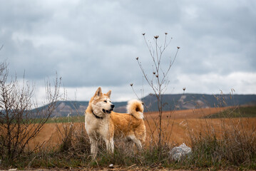 young female akita inu alert, watchful on the forest in a cloudy day of winter