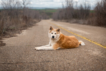 young female akita inu resting on the road in a cloudy day of winter