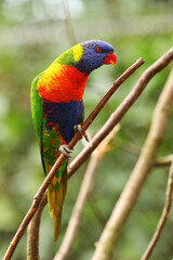 The Rainbow lorikeet (TRICHOGLOSSUS MOLLUCANUS) sitting on the small brown branche.