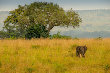 Fototapeta na wymiar Alone elephant