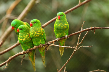 The group of scaly-breasted lorikeets (Trichoglossus chlorolepidotus) sitting on the small brown branche.