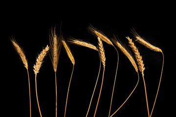 Dry ears of wheat on a black background, top view