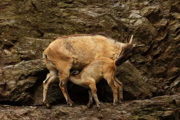 The West Caucasian tur (Capra caucasica) is a mountain antelope mother with her young.