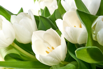 White tulips with green leafs isolated on the background