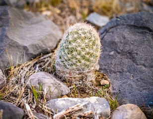 cactus in the desert
