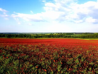 field of poppies