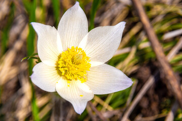 Pulsatilla pratensis blooms in early spring in sunny places with large white flowers with a yellow...