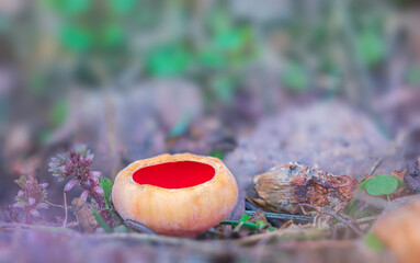 Sarcoscypha austriaca - a saprobic rare nonedible fungus known as the scarlet elfcup. Beige mushroom cups scarlet inside growing on a fallen tree branch between rotten leaves. Early spring in woods.