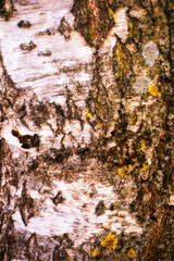 close up of bark of a white tree