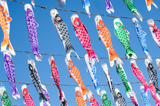 Colorful koinobori carp flags during the kodomo no hi (Children's Day) national holiday in Japan