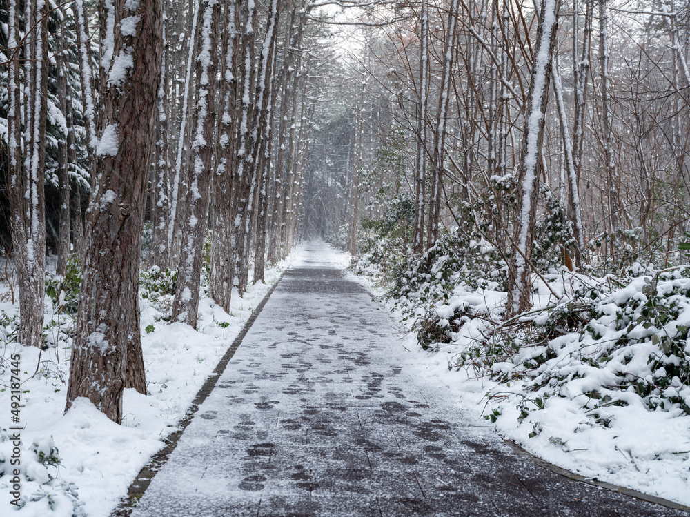 Wall mural winter road after the snowfall through forest covered in snow.