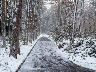 Winter road after the snowfall through forest covered in snow.