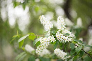 Bird cherry aka hackberry (Prunus padus) tree in full bloom. White flowers in springtime, defocused blurred background.