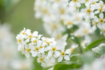 Bird cherry aka hackberry (Prunus padus) tree in full bloom. White flowers in springtime, defocused blurred background.