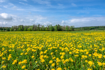 Fototapeta premium Spring meadow of yellow dandelion flowers.