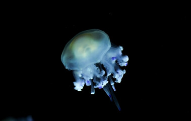 Deep sea jellyfish swimming in the ocean. Beautiful underwater world. Danger of burns from jellyfish on sea coasts.