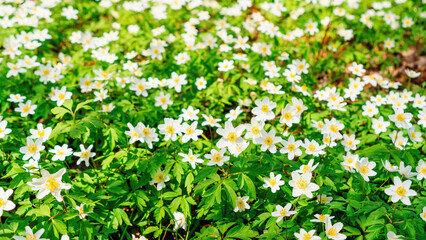 Snowdrop windflower meadow on sunny day close up photo. Spring flower background. Anemone or spring snowflake flowers in a forest glade in sunbeams.