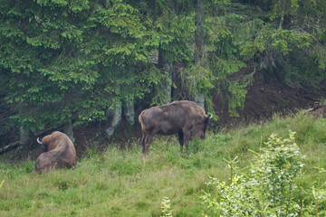 european bison, Wisent, Bos bonasus, grazing on meadow
