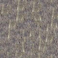 Seamless Texture of tree bark