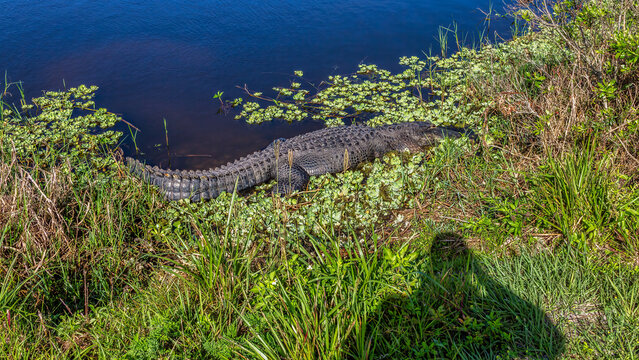 Me taking a photograph of an American Alligator on a bank at Circle-B-Bar Reserve near Lakeland, Florida.