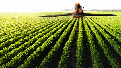 Tractor spraying soy field in sunset.
