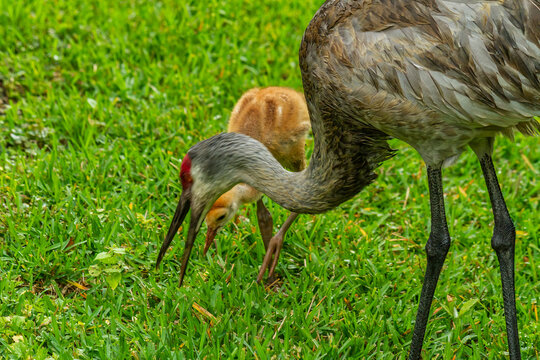 Closeup of a Sandhill Crane and chick feeding in our backyard in Wesley Chapel, Florida.