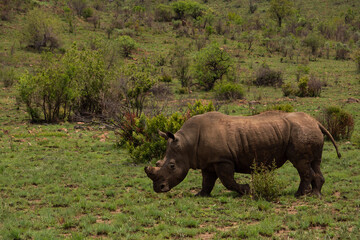 Fototapeta premium White rhino walking though the short green grass