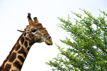 Giraffe close-up next to a green bush with a white background