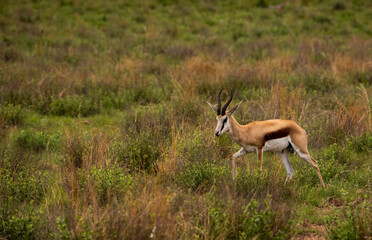 Male springbok walking though the green grass