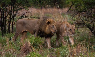 Male lion and lioness walking next to each other