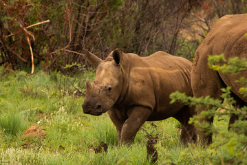 Young white rhino standing slightly behind its mother