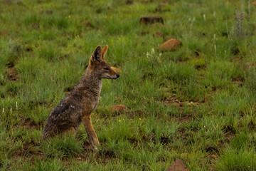 Black-backed jackal seen from the side in the short green grass