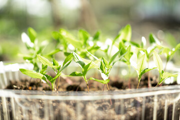 Young fresh seedling stands in plastic pots. tomato seedlings sprout