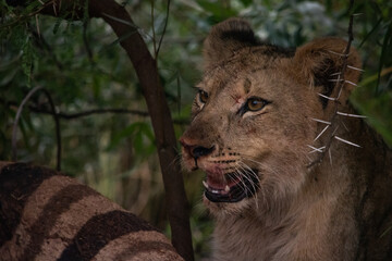 Close-up of a young lion's face over a zebra carcass