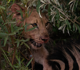 A young lion face emerging from the bush over a zebra carcass