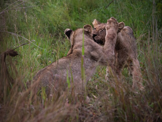 Two young lions play fighting in the tall grass
