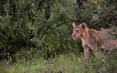 Young lion emerging from the bush on the right