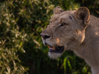 Close-up of a lioness face with mouth open