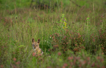 A black-backed jackal sitting in the long grass and flowers