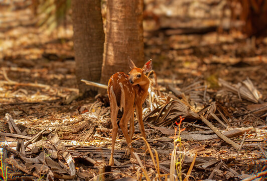 Fawn in the woods at Myakka River State Park, Florida.