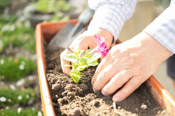 hands of a woman-a gardener plants seedlings of petunia flowers