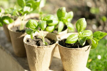 Young basil seedlings in ecological organic peat pots. Small basil in biodegradable pot