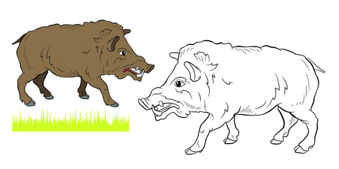 Animals. Black and white image of a large wild boar, coloring book for children.
 Vector drawing.
Color image, background, design.
